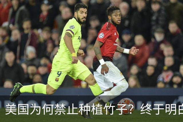 美国为何禁止种植竹子？终于明白，原来竹子比我们想象的更可怕